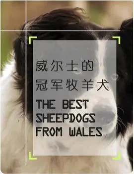 威尔士的冠军牧羊犬